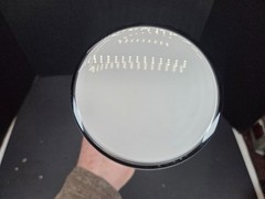 RARE 5FP26 5 inch CRT tube RCA?